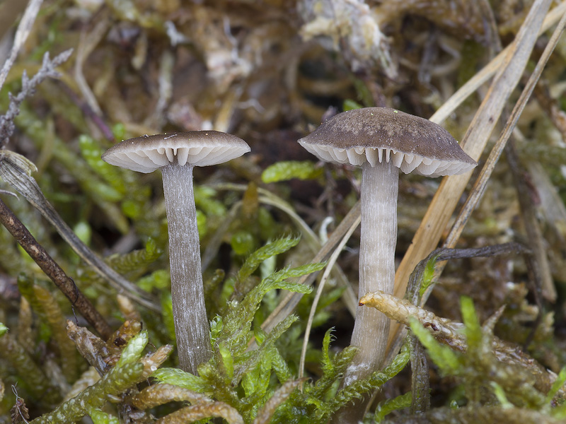 Entoloma vinaceum